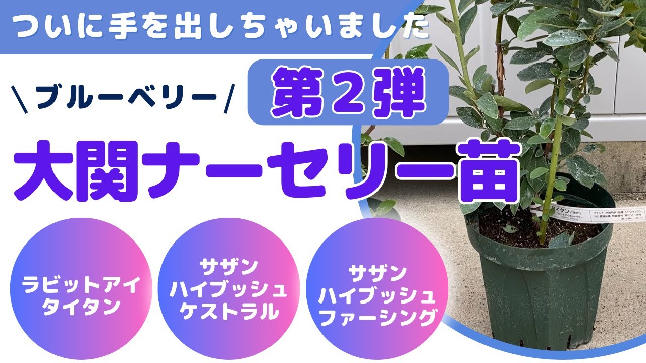 ブルーベリー　他は取引しません ブルーベリー 7月収獲品種紹介その②2024 - YouTube