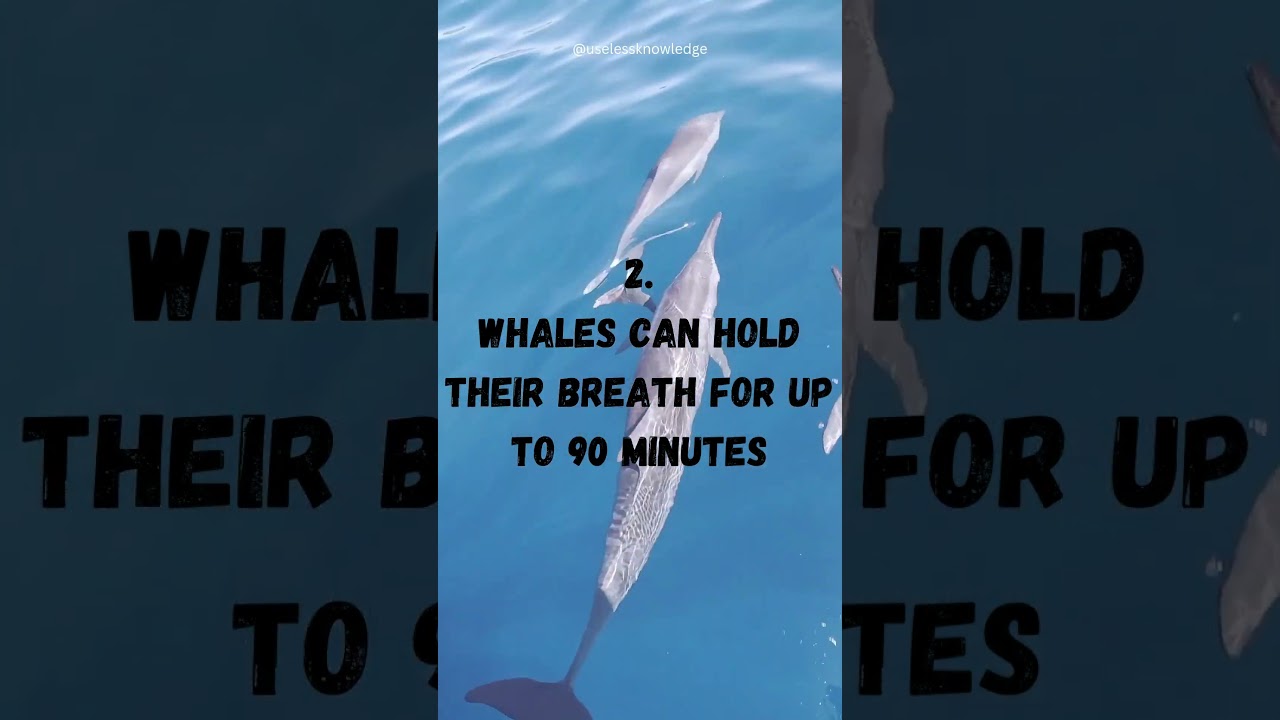 Useless animal facts pt.1