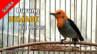 Suara Burung Kemade Si Baret Merah | Cit Keres | Cabe cabean | Pataonan Channel