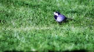 Cute animals - Funny White Wagtail