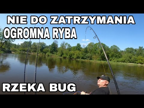 Potężna RYBA nie