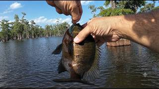 Back to Basics: Summer Panfishing & Early Timber Squirrels