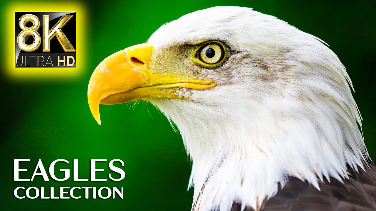 EAGLES Special Collection in 8K ULTRA HD 60FPS - King of the Sky with Relaxing Music bekijken op YouTube EAGLES Special Collection in 8K ULTRA HD 60FPS - King of the Sky with Relaxing Music bekijken op YouTube