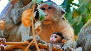 Activities of monkey mother and baby on the tree,  April 28, 2024.