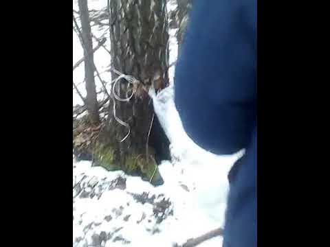Березовый сок#на_брашку# - YouTube