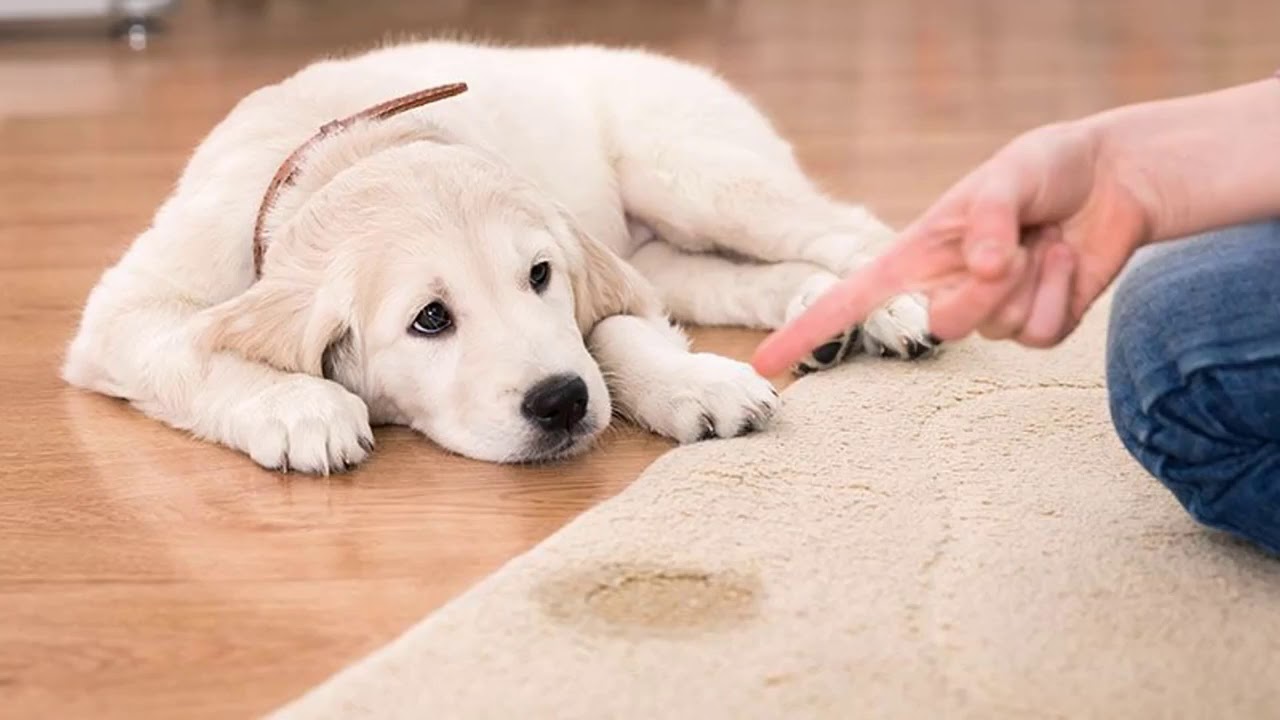 Como hacer que vomite un perro