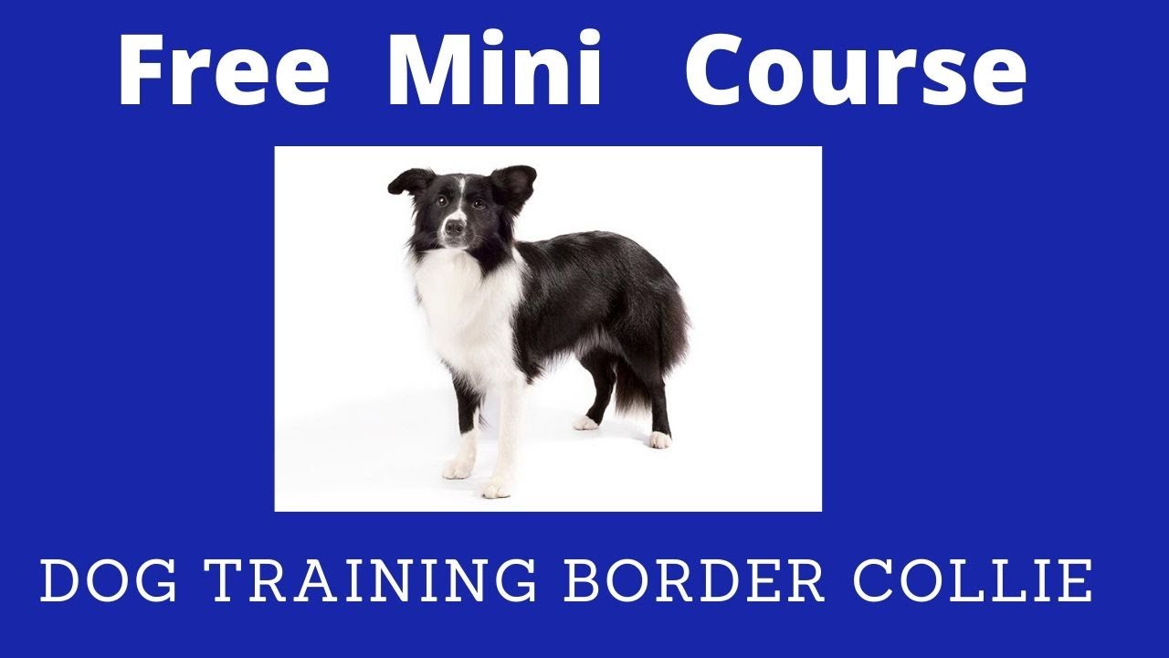 border collie potty training