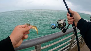 Fishing With SHRIMP for BlackDrum & Snook