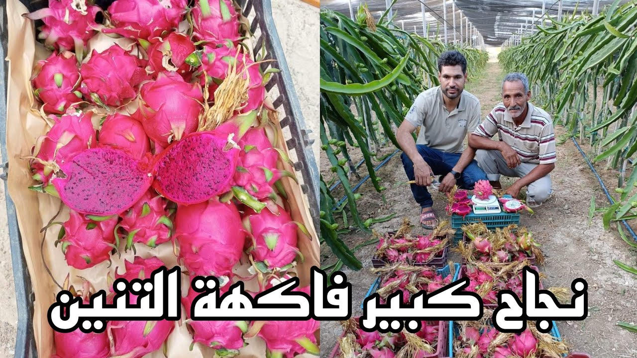 نجاح كبير جدا في زراعة فاكهة التنين بدولة تونس Agriculture fruit de Dragon Tunisia