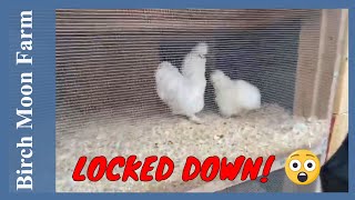 Silkie Chickens: All of Our Birds on Lockdown Because of Bird Flu and Rats!