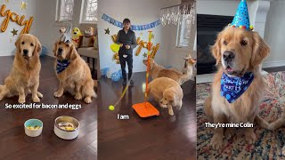 Golden Retriever Gets Spoiled For His Fourth Birthday