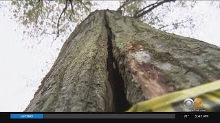 Experts Warn To Be On The Lookout For Dangerous Zombie Trees