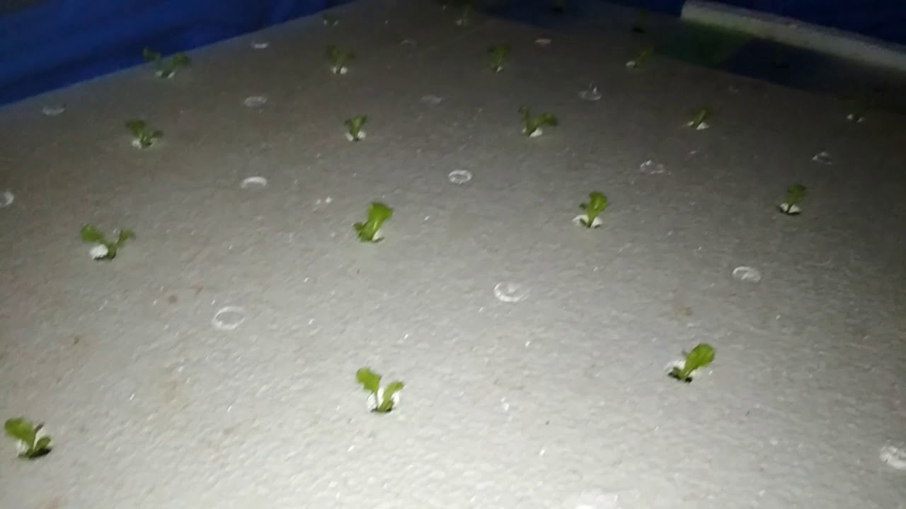 Selada rz junstion rakit apung gen 4 - YouTube