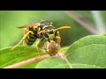 футаж оса с добычей (footage wasp with prey)