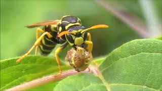 футаж оса с добычей (footage wasp with prey)