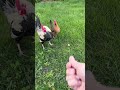 Rooster offers food to his hens. This is why we love Bandit! #chicken