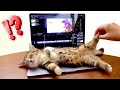 かまってほしい甘えんぼ子猫せいで仕事が出来ません...😂 (#にゃんてわんだふる) I can't work because of baby cat kitten
