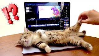 I can't work because of a baby cat kitten who wants my attention...😂 (#nyanthewonderful) screenshot 5