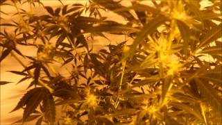 Flowering 34 days