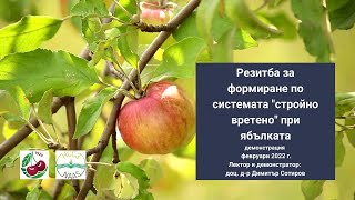 Резитба при ябълката за формиране на „стройно вретено“