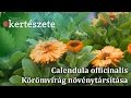 Calendula officinalis - Körömvirág növénytársítása