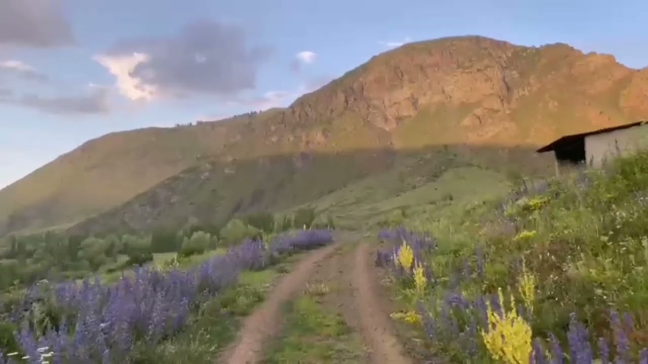 Aşık ılgar çifçioğlu şöför gardaş