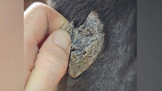 Large horse chestnut removal, oddly satisfying trimming, equine skin care, skin scrapping #farrier