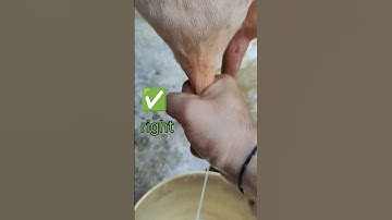 best milking method #cow #dairyfarming #buffalo#ytshorts #youtube #yt