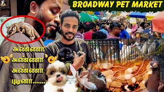 குறைந்த விலையில்செல்லப்பிராணிகள் சந்தைExplore Chennai's Iconic Broadway Pet Market | FF Vlogs