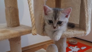 Baby Cat's Cute Games #1 | Sky Cat by Sky Cat 547 views 3 years ago 4 minutes, 19 seconds