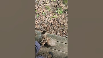 Hear It? Wild Grouse Attacks #wildlife #attack #outdoors #grouse #animalattack #birds #hunting