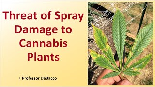 Threat of Spray Damage to Cannabis Plants