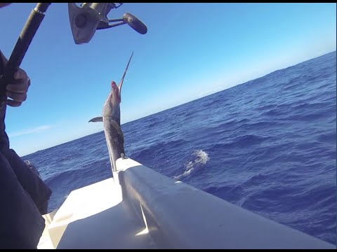 Video: pesce Vela