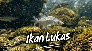 Physical Characteristics and Habitat of the Lukas Fish
