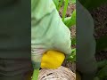 A farmer who is cutting vegetables on a large farmland