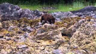 Coastal Brown Bear near Sitka, Alaska