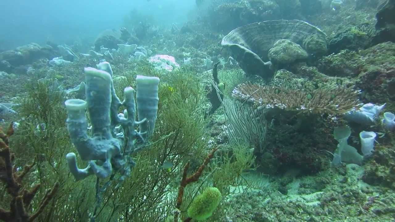 North Bali Divecenter @ Magic Forest