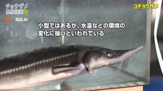 コチョウザメ mqdefault.jpg