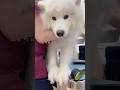 【サモエド】怖がる白モフを院内全員が応援してくれました