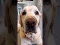 DOG #dog #cute #shorts #shortsviral #latesupdates #shortvideos #viral #love #funnycute #pets #perros