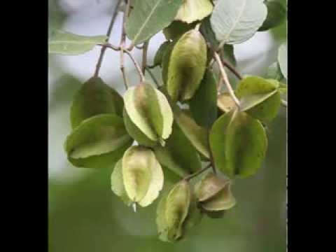 Arjuna Herb Health Benefits