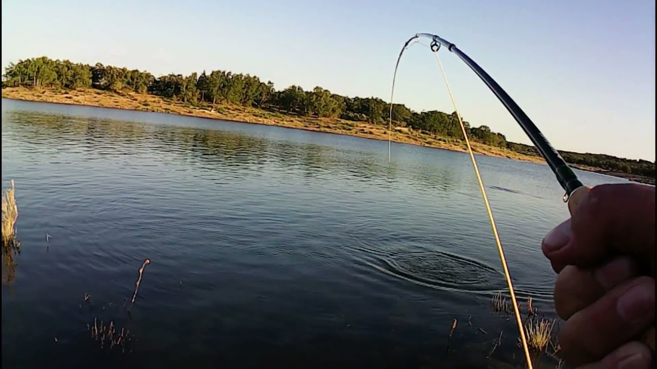 Carpas a mosca en el embalse de Almendra