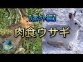 【番外編】変な生き物　part3