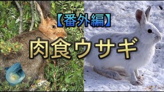【番外編】変な生き物　part3