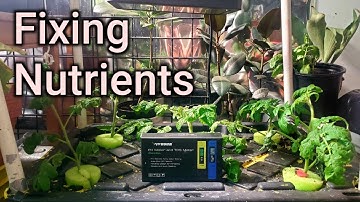 Troubleshooting DWC Water Issues With Indoor DWC Hydroponics