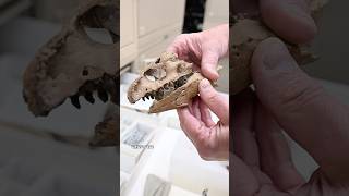Ever wanted to go inside a dinosaur lab? 🦖 #NationalGeographic #Paleontology