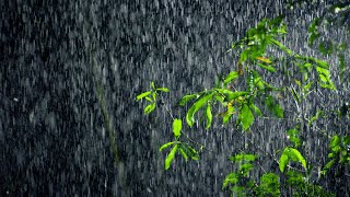 Fall into Deep Sleep Instantly with Tropical Heavy Rain & Intense Thunder Sounds in Forest at Night