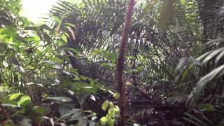 Density of forest