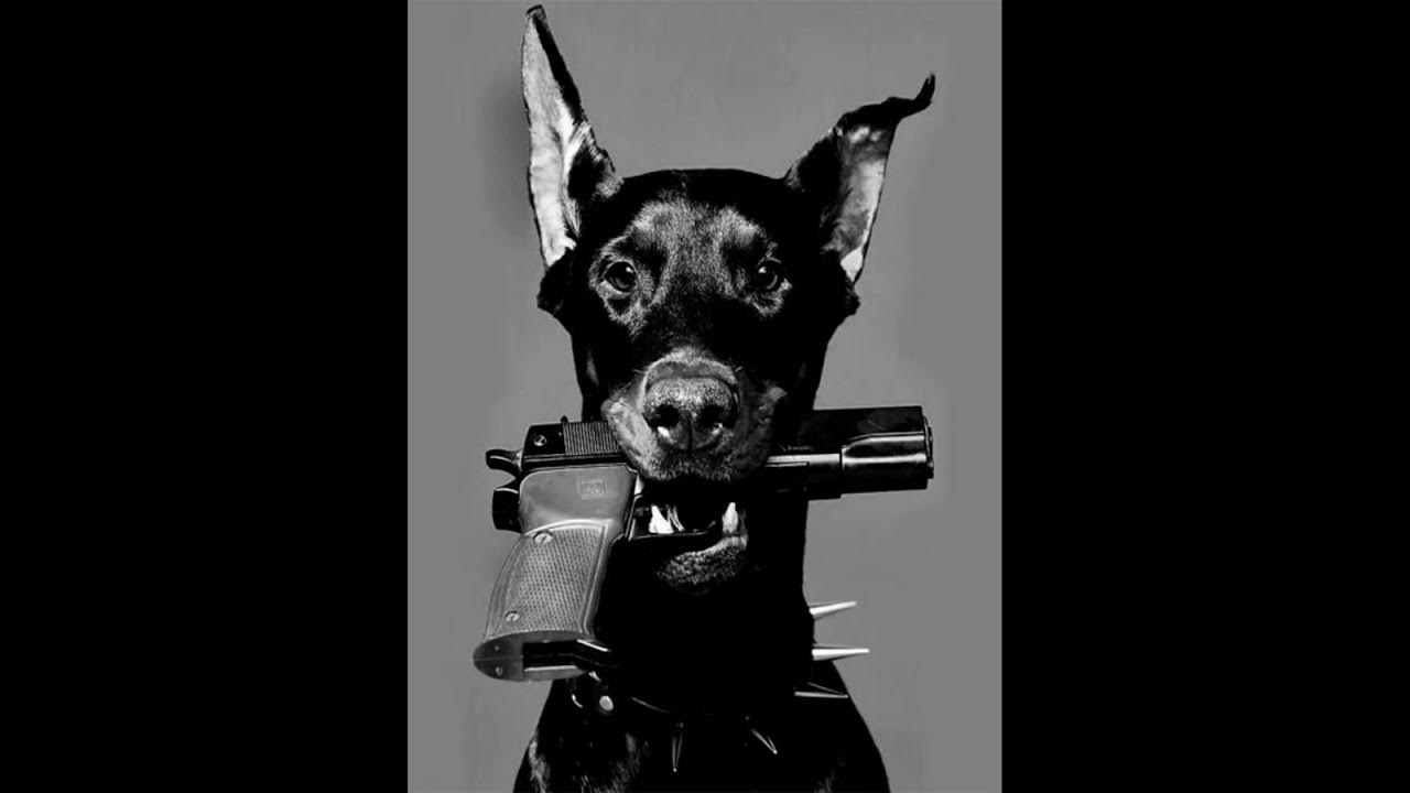 Доберман песня. Kasabian doberman chords. Обои с доберманом шанель на ноутбук черные. Agape доберман remix. Agape доберман remix.