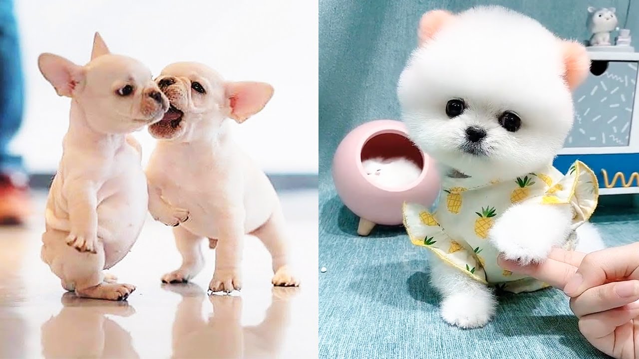 cute baby dogs